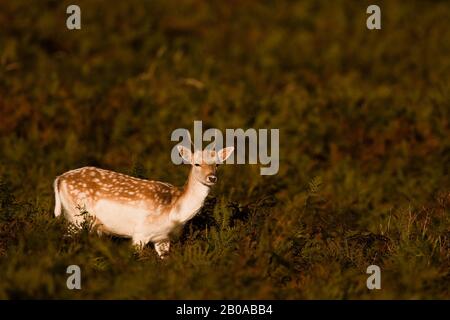 Daino (Dama dama, Cervus dama), giovane cervo, Olanda Foto Stock