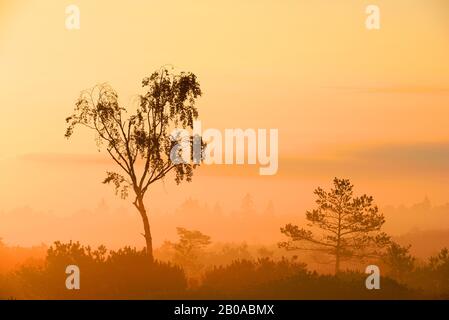 Riserva naturale Kendlmuehlfilzn all'alba in nebbia mattutina con singola betulla e pino, Germania, Baviera, Grassau Foto Stock