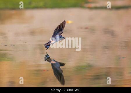 Fienile rondine (Hirundo rustica), giovane uccello che vola sulla superficie dell'acqua, immagine specchio, Germania, Baviera, Niederbayern, Bassa Baviera Foto Stock