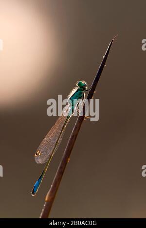 Ischnura comune, damselfly dalla coda blu (Ischnura elegans), maschio in controluce, Belgio, Fiandre Orientali, Oudenaarde Foto Stock