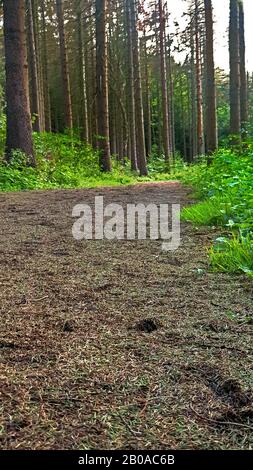 Norvegia abete (Picea abies), spruces morti causati da un'infestazione da scarabeo e siccità, aghi di abete rosso sul terreno, Germania, Renania settentrionale-Vestfalia Foto Stock