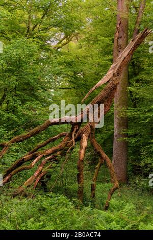 Quercia (Quercus spec.), albero rotto nella riserva naturale Hasbruch, Germania, Brema, NSG Hasbruch Foto Stock