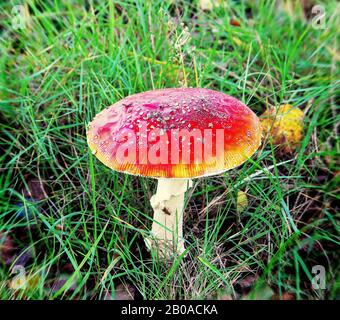 Vista di un volo agarico in un prato, latino Amanita muscaria Foto Stock