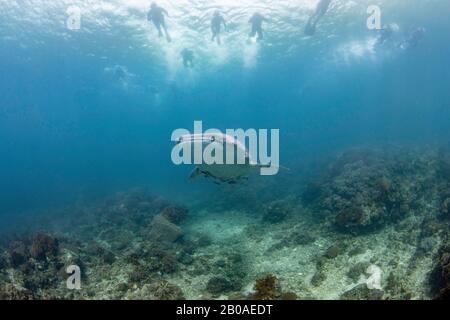 Gli amanti dello snorkeling in superficie seguono uno squalo balena, Rhiniodon typus, navigando su una zona poco profonda della barriera corallina, Filippine. Questa è la specie più grande del mondo di Foto Stock