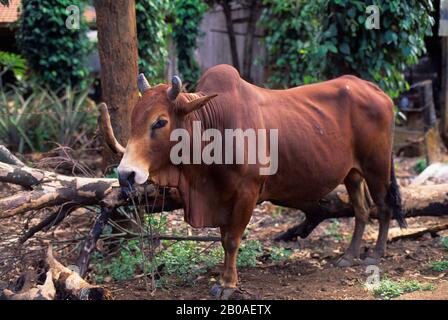 ASIA, VIETNAM, HIGHLANDS CENTRALI, VICINO A BUON MERCATO MA THUOT, OX Foto Stock