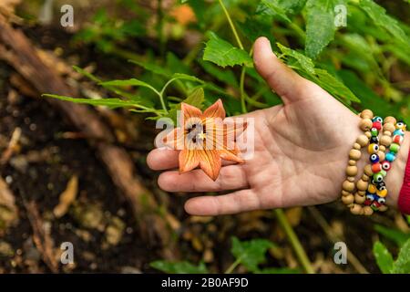 Canarina canariensis è un'erba glabrous, glaucous, scrambling perenne nella famiglia Campanulaceae bellflower, comunemente conosciuta come l'isola delle Canarie Foto Stock