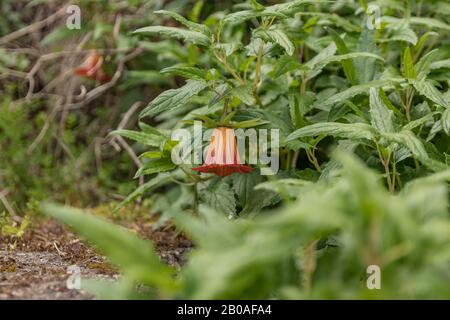 Canarina canariensis è un'erba glabrous, glaucous, scrambling perenne nella famiglia Campanulaceae bellflower, comunemente conosciuta come l'isola delle Canarie Foto Stock