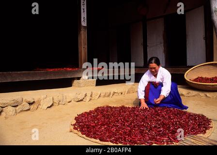 ASIA, COREA, NEI PRESSI DI SEOUL, VILLAGGIO POPOLARE COREANO, FATTORIA, DONNA CHE ASCIUGA PEPERONI Foto Stock