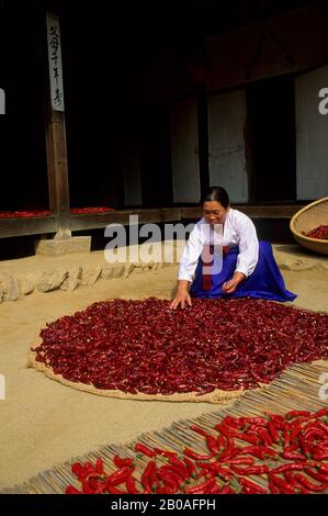 COREA, VICINO SEOUL, VILLAGGIO POPOLARE COREANO, CASA COLONICA, DONNA CHE ASCIUGA PEPERONI Foto Stock