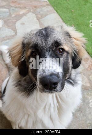 Giovane cane di pecora, dei grandi Pirenei, questo è un cane di razza grande Foto Stock