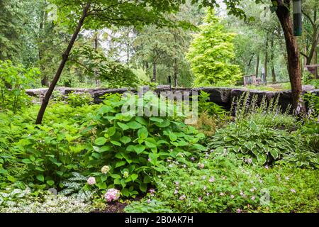 Hydrangea rosa, Hosta - Plaintain Lily, Metasequoia glyptostroboides 'Gold Rush' - Dawn Redwood albero nel confine estivo. Foto Stock