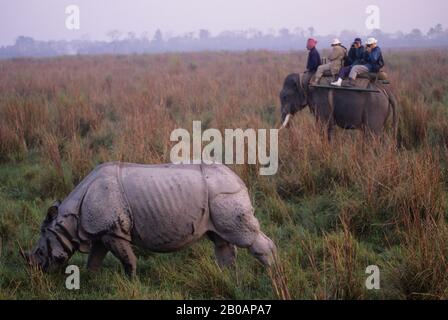 INDIA, PROVINCIA DI ASSAM, PARCO NAZIONALE DI KAZIRANGA, RHINO INDIANO A UN'ORA, TURISTI SULL'ELEFANTE Foto Stock