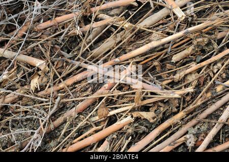 Pista con bastoni e pietre, colori neutri, sfondo eccellente Foto Stock