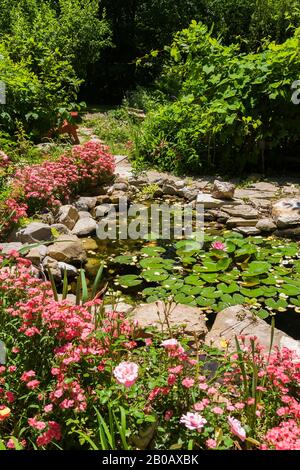 Stagno con ninfea rosa - Gigli D'Acqua e delimitata da rosa e bianco Dianthus - Carnation fiori in cortile residenziale in estate. Foto Stock