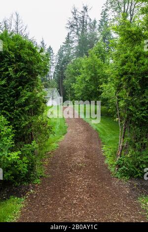 Strada di pacciame marrone attraverso Thuja occidentalis - siepe albero di cedro che conduce ad un capannone di giardino all'inizio dell'estate. Foto Stock