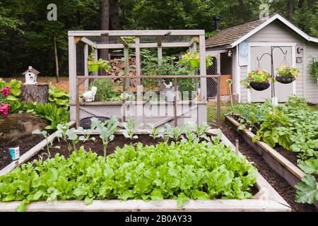 Rucola - razzi insalata essendo cresciuto in contenitore di scatola di legno in giardino biologico residenziale cortile all'inizio dell'estate. Foto Stock