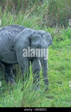 INDIA, ASSAM , KAZIRANGA N.P., ELEFANTE ASIATICO Foto Stock
