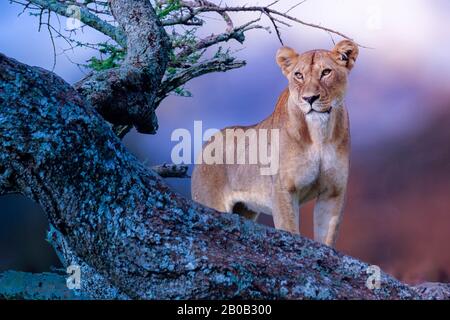 Leone Africano, Femmina, Masai Mara Game Reserve, Kenya, Africa Orientale Foto Stock