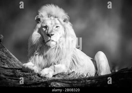 Foto in bianco e nero di leone bianco seduto sulla giungla. Foto Stock