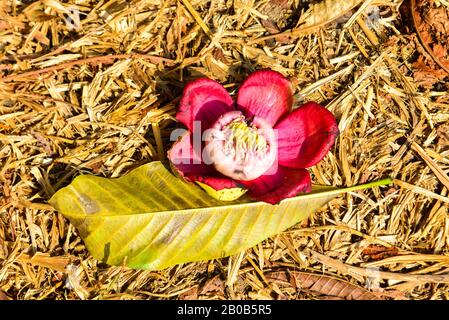 Cannone-palla e fiori nel giardino del tempio buddista a Vientiane, Laos. Foto Stock