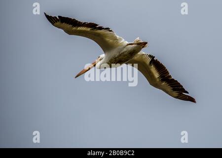 Brown Pelican Che Vola Lungo L'Estero Llano Grande State Park, Texas Foto Stock
