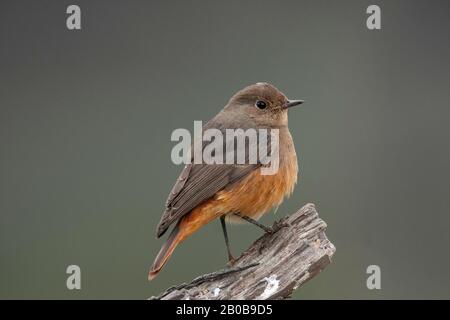 Parco Nazionale Di Keoladeo, Bharatpur, Rajasthan, India. Black Redstart femmina, Fenicurus ocruros Foto Stock