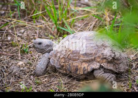 Un Texas Tartaruga Nel Parco Statale Estero Llano Grande, Texas Foto Stock