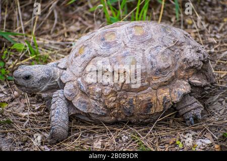 Un Texas Tartaruga Nel Parco Statale Estero Llano Grande, Texas Foto Stock