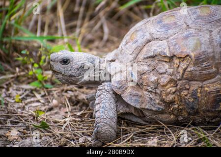Un Texas Tartaruga Nel Parco Statale Estero Llano Grande, Texas Foto Stock