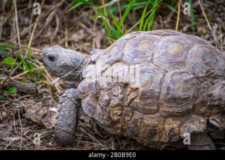 Un Texas Tartaruga Nel Parco Statale Estero Llano Grande, Texas Foto Stock