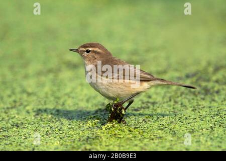 Parco Nazionale Di Keoladeo, Bharatpur, Rajasthan, India. Chifpula Comune, Phylloscopus Collybita Foto Stock