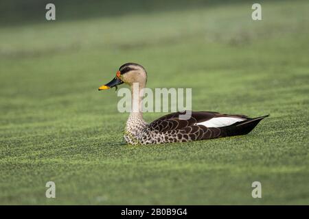 Parco Nazionale Di Keoladeo, Bharatpur, Rajasthan, India. Anatra con fattura spot, Anas poecilorhyncha Foto Stock