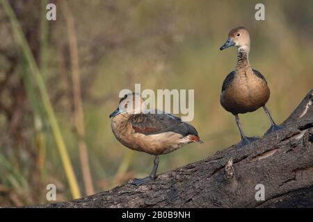 Parco Nazionale Di Keoladeo, Bharatpur, Rajasthan, India. Minor Fischio Duck, Dendrocygna Javanica Foto Stock