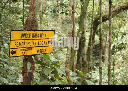 Cartello con la direzione del trekking all'interno della giungla di tanah rata Foto Stock