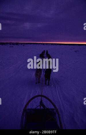 NORVEGIA, FINNMARK, NEI PRESSI DI KARASJOK, METÀ INVERNO, INTORNO A MEZZOGIORNO, TWILIGHT AL SUD, DOG TEAM Foto Stock