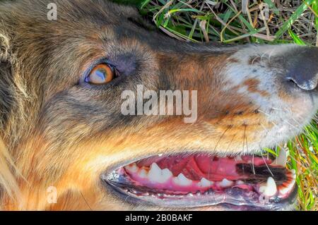 Primo piano degli occhi e dei denti di un bel cane rosso e nero sdraiato nell'erba verde. Foto Stock