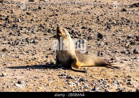 Otarie orsine antartiche (Arctocephalus gazella) sulla massa terrestre. La femmina e il novellame sono molto più piccoli dei grandi maschi, e hanno un pelt grigio con un l Foto Stock