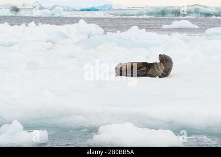 Otarie in pelliccia Antartica (Arctocephalus gazella) su ghiaccio. Il sigillo antartico si nutre principalmente di krill, ma mangia anche calamari e pesci. È primario Foto Stock