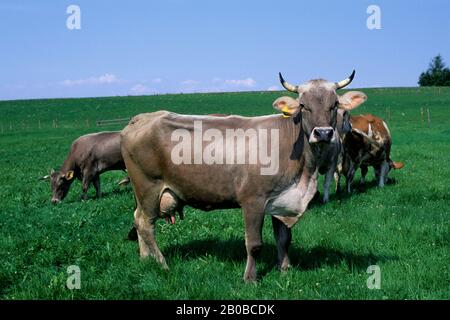 GERMANIA, BAVIERA, MUCCHE, MOSCHE, INSETTI Foto Stock