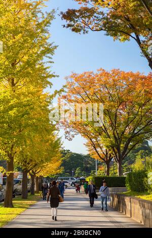 La gente che cammina oltre le foglie di autunno su Gyoko Dori Avenue, Tokyo, Giappone Foto Stock