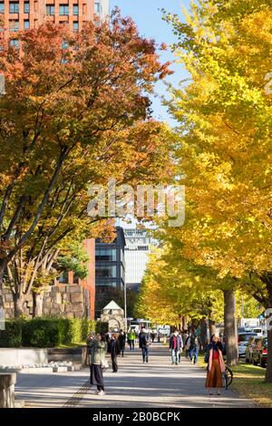 La gente che cammina oltre le foglie di autunno su Gyoko Dori Avenue, Tokyo, Giappone Foto Stock