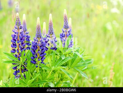 Bel campo di lupinus blu selvatico o lupino fiori in luce del sole su sfondo verde naturale. Sfondo floreale. Concetto di primavera estiva. Foto Stock