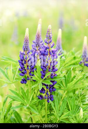 Bella lupino blu selvaggio fiori in un prato estivo tra l'erba. Messa a fuoco selettiva. (Lupinus) Foto Stock