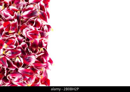Bordo verticale con un gruppo degli stessi petali di tulipani rossi rosa. Sfondo bianco con spazio per il testo. Foto Stock