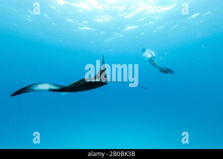 Vista subacquea del gigante hovering oceanic manta ray, Manta Birostris , e uomo free diving in blu oceano. La visione di mondo sottomarino durante l avventura Foto Stock
