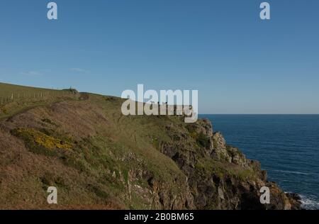 Vista Della Costa e delle scogliere con Pony Shetland Che Pascolano su un promontorio In Lontananza sul percorso della costa sud-occidentale a Lizard Point, Cornovaglia, Regno Unito Foto Stock