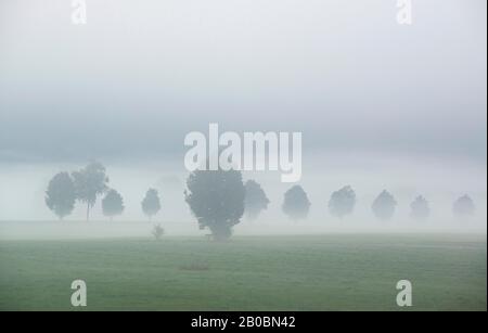 Alberi nella nebbia, Bichl, alta Baviera, Baviera, Germania Foto Stock