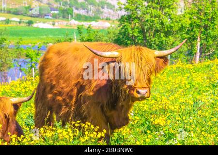 Primo piano di un esemplare adulto di un Cow Rosso delle Highland originario delle Highlands scozzesi, seduto in un campo fiorito in primavera nel territorio norvegese. Foto Stock