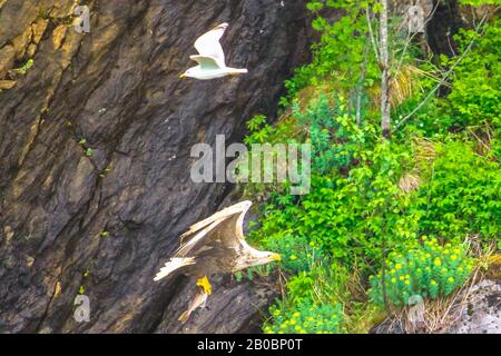 L'aquila di mare dalla coda bianca è l'uccello di mare della Norvegia, che vola nella foresta del fiordo nel territorio norvegese che caccia e trasporta un pesce. Haliaeetus albicilla Foto Stock