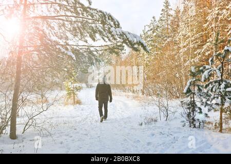 Un uomo cammina nella foresta invernale lungo un sentiero innevato. Il concetto di uno stile di vita sano e attività all'aperto. Foto Stock